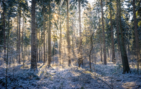 Bild-Nr: 11710302 Winter im Wald Erstellt von: Justin-Schuemann