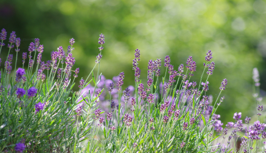 Bild-Nr: 11710736 Lavendel im Sommer Garten Erstellt von: Tanja Riedel