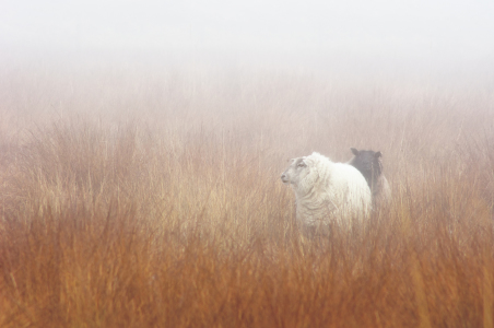 Bild-Nr: 11711570 Schafe im Nebel Erstellt von: Angela  Dölling