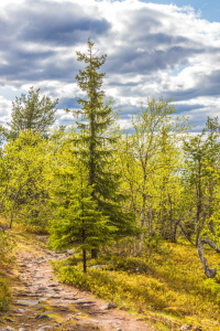 Bild-Nr: 11713868 Wanderweg im Pyhä-Luosto National Park - Finnland 3 Erstellt von: Anja Schäfer