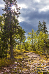 Bild-Nr: 11713870 Wanderweg im Pyhä-Luosto National Park - Finnland Erstellt von: Anja Schäfer