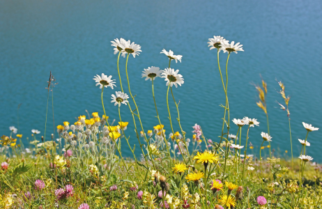 Bild-Nr: 11714286 Margeriten am Alpensee Erstellt von: SusaZoom