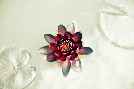 Bild-Nr: 11719890 Art-Seerose-Art Erstellt von: GUGIGEI