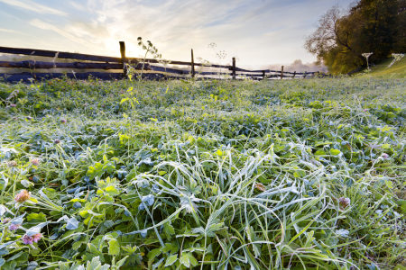 Bild-Nr: 11720220 Frost bedeckt Gras während einem Herbstmorgen  Erstellt von: KundenNr-294234