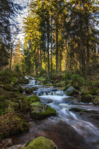 Bild-Nr: 11726148 Wild Romantisch im Harz Erstellt von: Steffen Gierok