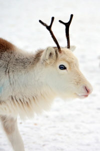 Bild-Nr: 11728302 reindeer Erstellt von: GUGIGEI