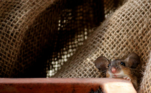 Bild-Nr: 11728726 Neugieriges kleines Mäuschen Erstellt von: Heike  Hultsch