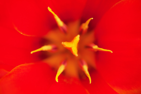 Bild-Nr: 11729210 Tulip Erstellt von: spima