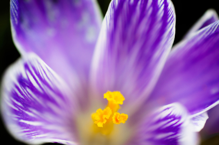 Bild-Nr: 11729294 Crocus Erstellt von: spima