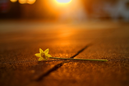 Bild-Nr: 11729736 Dreams of spring Erstellt von: Meastros-coffee-shop