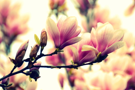 Bild-Nr: 11730782 MAGNOLIA Erstellt von: GUGIGEI