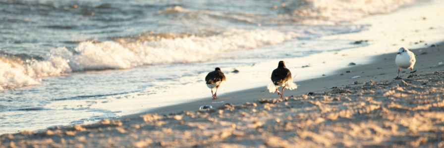 Bild-Nr: 11730794 Spaziergang am Strand Erstellt von: Nordbilder