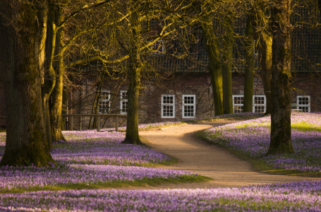 Bild-Nr: 11731258 Krokusblüte in Husum Erstellt von: Annette Sturm