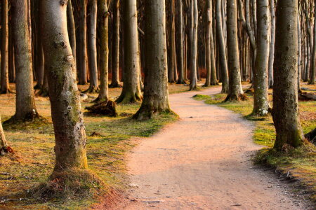 Bild-Nr: 11733514 Gespensterwald im Abendlicht Erstellt von: Heike Hultsch