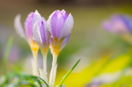 Bild-Nr: 11734008 Krokus Erstellt von: steffen-hdf