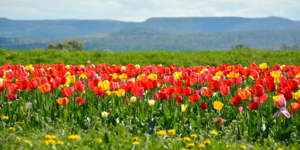 Bild-Nr: 11737922 Tulpenbeet Erstellt von: GUGIGEI