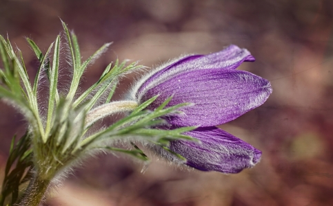 Bild-Nr: 11738778 Pulsatilla Erstellt von: youhaveadream