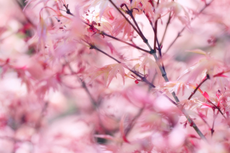 Bild-Nr: 11740378 Fächer-Ahorn Acer palmatum  Erstellt von: Renate Knapp