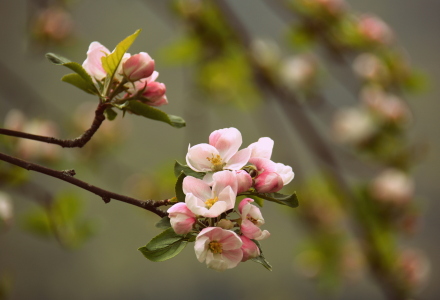 Bild-Nr: 11740446 Apfelblüten Erstellt von: GUGIGEI