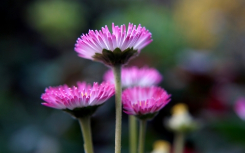 Bild-Nr: 11740680 Pinke Freude Erstellt von: MoNoir