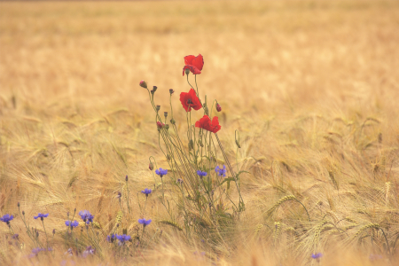 Bild-Nr: 11740972 Mohnblume im Getreidefeld Erstellt von: Jörg  Boeck