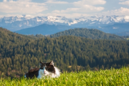 Bild-Nr: 11741498 Landkatze im Vorarlberg  Erstellt von: IP-Photo-Art