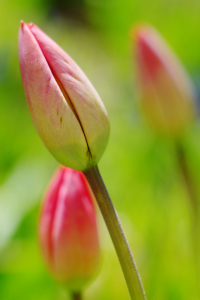 Bild-Nr: 11741834 Tulpenimpression Erstellt von: RiccardoFranke