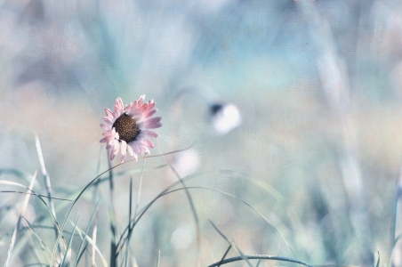 Bild-Nr: 11741908 zarter Frühling Erstellt von: Rosina Schneider