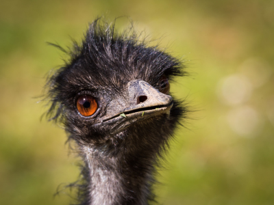 Bild-Nr: 11742258 Emu  Dromaius novaehollandiae Erstellt von: Richard-Young