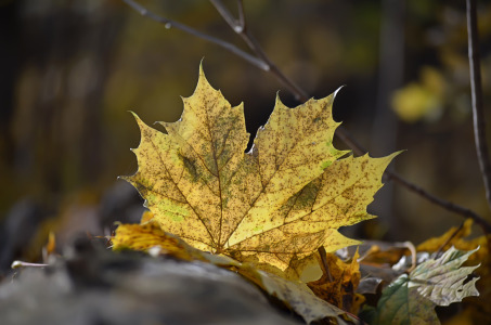 Bild-Nr: 11743130 Herbst Erstellt von: zwergl0611