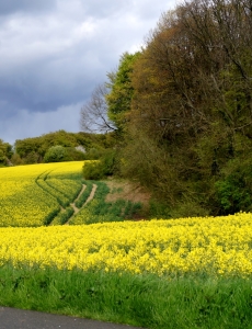 Bild-Nr: 11743694 Rapsfeld am Waldrand Erstellt von: MoNoir