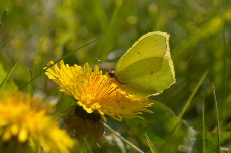 Bild-Nr: 11744988 Sonnenbad Erstellt von: zwergl0611