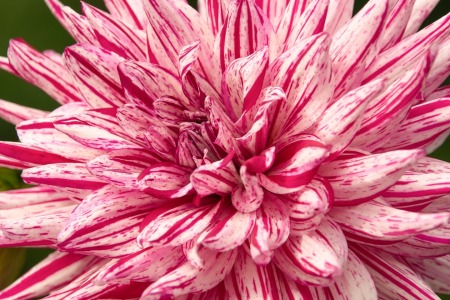 Bild-Nr: 11745378 Dahlia Erstellt von: Parzifal