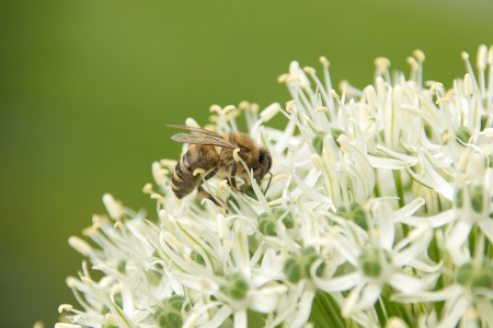 Bild-Nr: 11745386 Biene auf Zierlauch Erstellt von: Parzifal