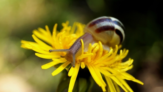 Bild-Nr: 11746082 Kleine Gartenschnecke Erstellt von: MoNoir