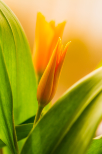 Bild-Nr: 11746412 Yellow Tulip Twins Erstellt von: PassionPhotography