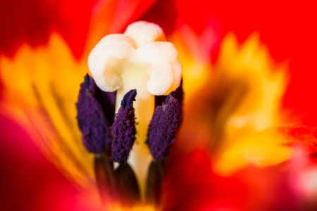 Bild-Nr: 11746414 Red Tulip Erstellt von: PassionPhotography