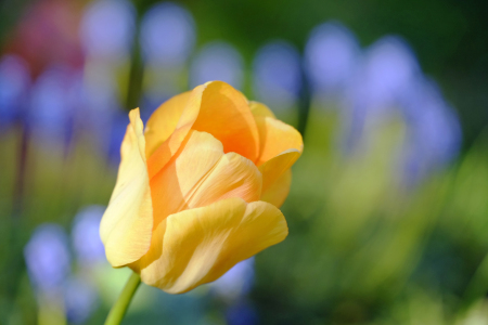 Bild-Nr: 11747194 Tulpenblüte Erstellt von: Ostfriese