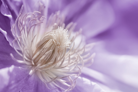 Bild-Nr: 11747222 Clematis Erstellt von: Atteloi