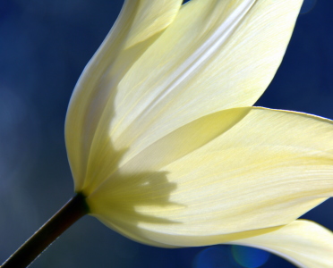 Bild-Nr: 11747240 TULPE Erstellt von: GUGIGEI