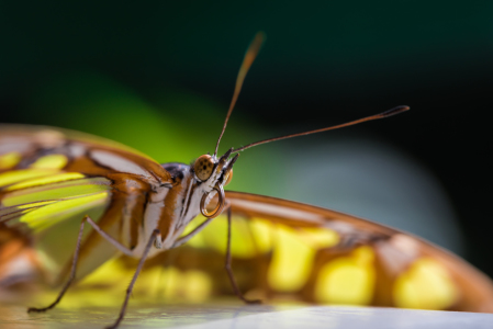 Bild-Nr: 11749340 butterfly Erstellt von: Richard-Young