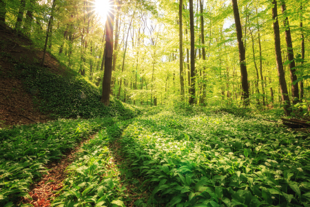 Bild-Nr: 11751436 Sonnenschein im Bärlauchwald Erstellt von: Oliver Henze