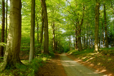 Bild-Nr: 11751806 Sonniger Waldweg Erstellt von: Ostfriese