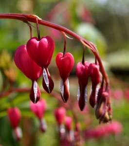 Bild-Nr: 11752346 Blumen mit Herz Erstellt von: MoNoir