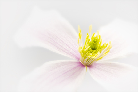 Bild-Nr: 11752770 CLEMATIS Erstellt von: DenisFeiner