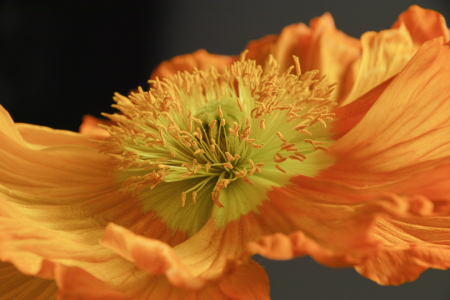 Bild-Nr: 11753176 Mohnblüte in orange Erstellt von: Parzifal