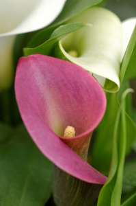 Bild-Nr: 11753380 Calla-Eleganz 4 Erstellt von: Rolf Eschbach