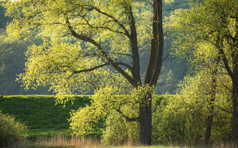 Bild-Nr: 11753532 Frühling am Deich Erstellt von: Nordbilder