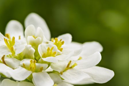 Bild-Nr: 11753950 White Beauty Erstellt von: DenisFeiner