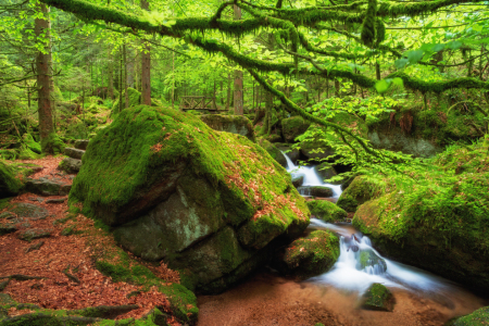 Bild-Nr: 11753996 Gertelbach im Schwarzwald Erstellt von: Thomas Herzog